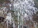桜公園のしだれ桜