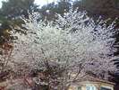 富士の麓に咲く富士桜