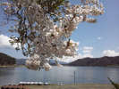 河口湖と桜。例年4月下旬頃が見頃です。