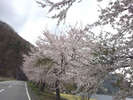 河口湖と桜。例年4月下旬頃が見頃です。
