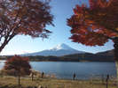 富士山と紅葉 例年の見頃は11月中旬です!