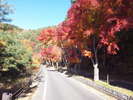 紅葉街道。見頃は例年11月中旬頃です。(イメージ)