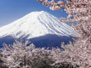 桜と富士山、例年4月下旬頃が見頃です。