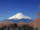 桜の並木と雪富士山、例年4月下旬頃が見頃です。