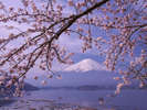 富士と桜、例年4月下旬頃が見頃です。