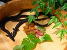 和歌山県の養殖鰻を仕入れ、館内でさらに綺麗な水で泳がせ、丁寧に泥抜きしています。