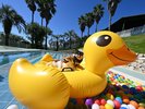 ドッグラン(プール)※夏季限定