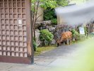庭には時々鹿も遊びに参ります。