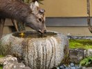 蹲で水を飲む鹿