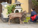 庭には鹿が入る宿