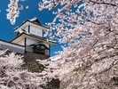 金沢城 石川門 桜 ホテルから車でおよそ7分。
