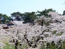 五稜郭公園の桜