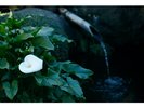 庭園に咲く花々(カラー)