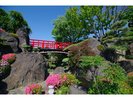 裏庭の築山と築山を結ぶ赤い橋