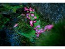 庭園に散る花びら