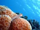 イシガキカエル 綺麗な1ショット 写真/シーサー那覇店様