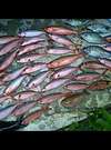 沖縄の夏・船釣り・グルクン大漁!6月20日
