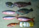沖縄の海6月27日(大潮)船釣りの釣果