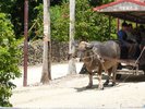 竹富島名物の水牛車観光