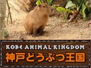 神戸どうぶつ王国(イメージ)