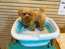 ●わんちゃん専用足湯♪(温泉)