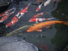 庭園の鯉