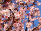 周辺観光│あたみ桜(見頃:1月〜3月)