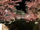 周辺観光│あたみ桜(見頃:1月〜3月)