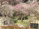 周辺観光│熱海梅園
