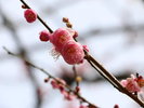 周辺観光│熱海梅園