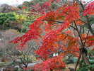 周辺観光│熱海梅園もみじまつり(見頃:11月下旬〜12月中旬)