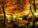 周辺観光│熱海梅園もみじまつり(見頃:11月下旬〜12月中旬)