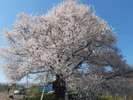 *宇木の「千歳桜」は樹齢約850年のエドヒガンザクラです。