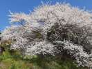 *宇木の「千歳桜」は樹齢約850年のエドヒガンザクラです。