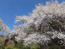 *宇木の「千歳桜」は樹齢約850年のエドヒガンザクラです。