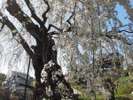 *昔の尼寺の草庵跡にあるシダレザクラ「源平しだれ桜」