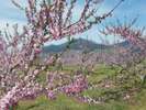 *桃の花。奥に聳えているのが、高社山です。