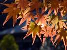 *ライトアップされた紅葉