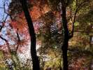 *日に照らされる紅葉