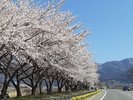*渋温泉の四季(春)/オリンピック道路の桜並木。菜の花と桜のコントラストがきれいです。