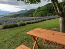 *渋温泉の四季(夏)/小出屋のラベンダー園では、ラベンダーの香り溢れる園内と絶景の眺望で心癒されます