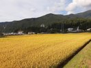 *渋温泉の四季(秋)/近隣の田んぼで稲穂が美しく金色の絨毯を作り、風に揺れる日本の原風景が楽しめます