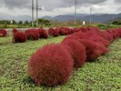 *渋温泉の四季(秋)/コキアはヒユ科の一年草。こんもりと茂る姿が特徴で、秋色に染まり趣深く可愛らしい