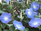 *渋温泉の四季(夏)/須坂市の田中本家博物館の癒しの朝顔【ヘブンリーブルー】青い花びらが、涼しげ!