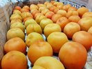 *千曲市から届いたアンズ。品種は「昭和」、アンズ酒用にします。
