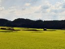 *渋温泉の四季(夏)/野沢温泉村の、なだらかな傾斜地を利用した棚田