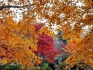 *渋温泉の四季(秋)/温泉街周辺の郷の紅葉