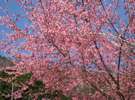 庭のおかめ桜