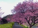 みなみの桜と菜の花まつり