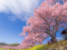 みなみの桜と菜の花まつり